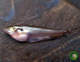 Helen Ngoc Giang ca Tren bau